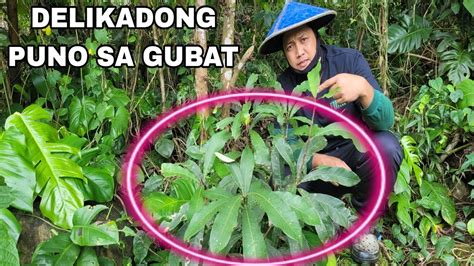 kantotan sa gubat pinay